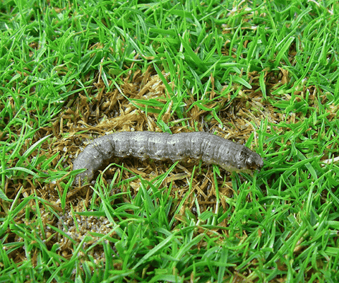 Leatherjacket lawn care